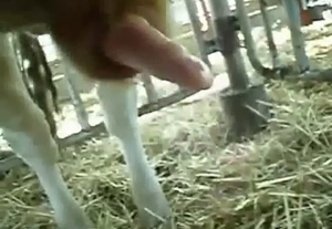 Farm animal with a big cock sucked by a zoophile