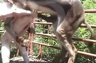Zoo Sex Lol