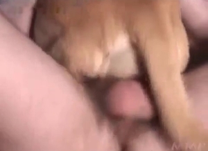 Dude ragdolls his dog on his cock