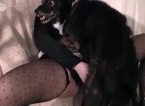 Amazingly sexy brunette and her trained doggy