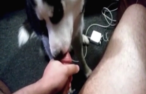 Big-dicked dude sucked off by a horny dog